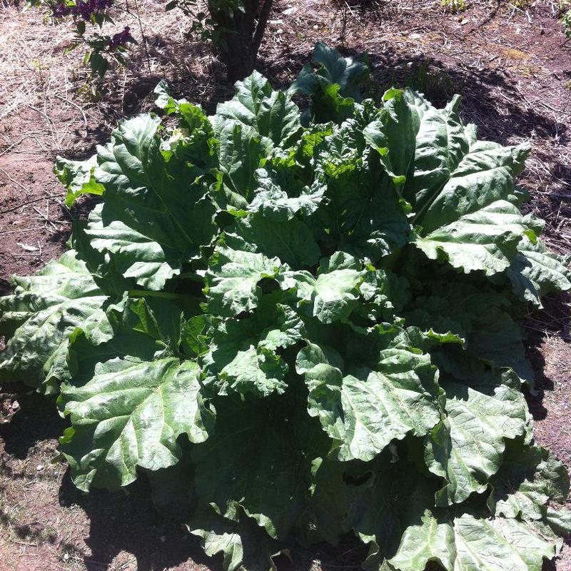 Rhubarb German Wine