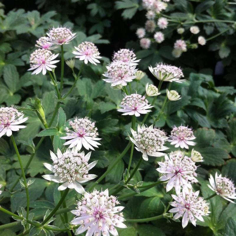 Astrantia major Roma