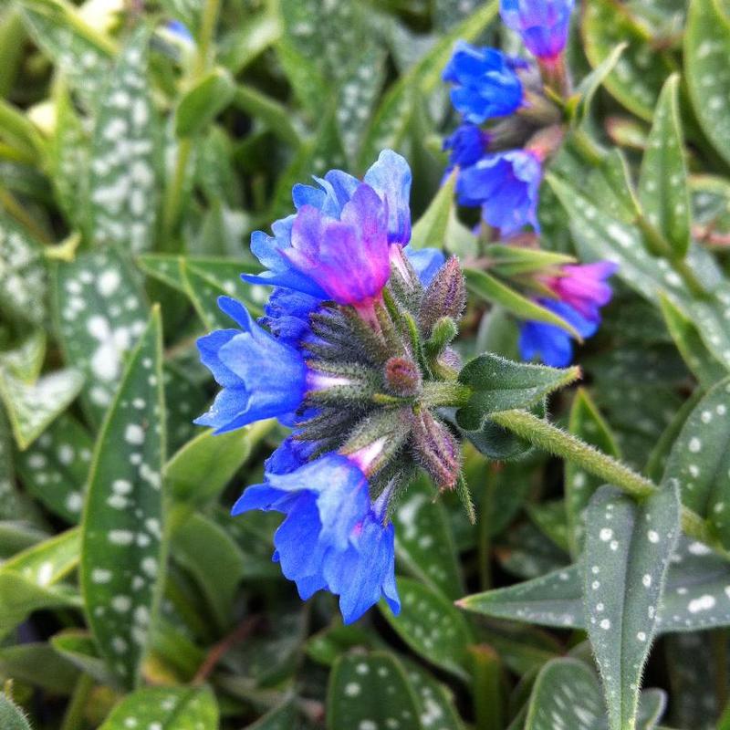 Pulmonaria longifolia Bertram Anderson