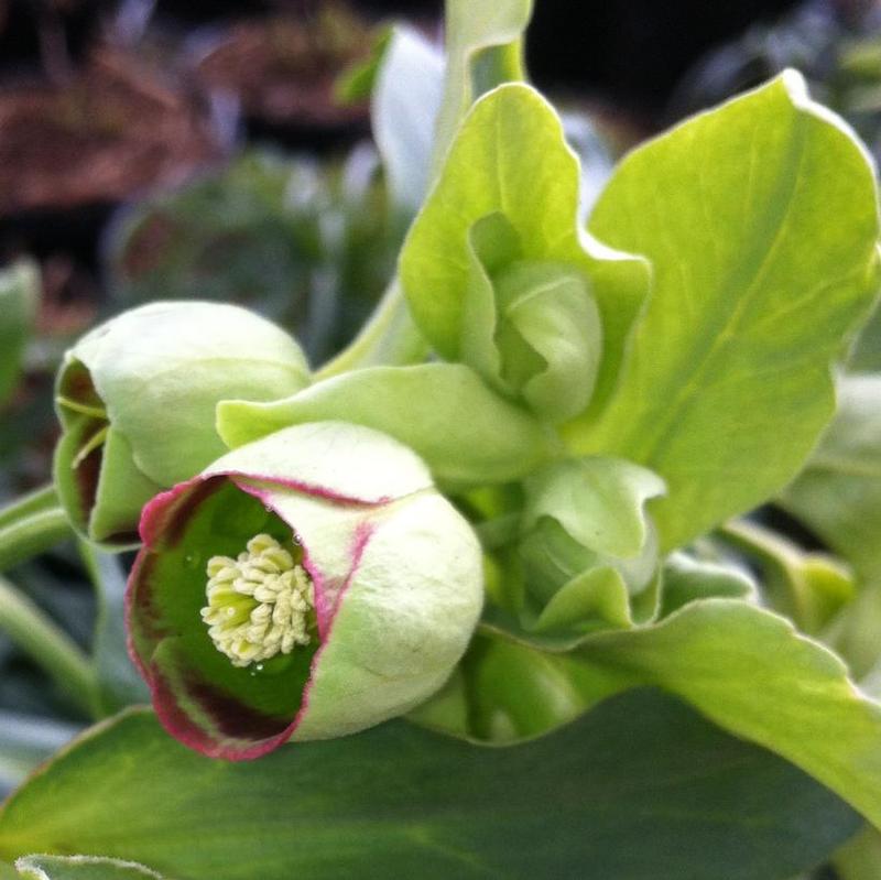 Helleborus foetidus 