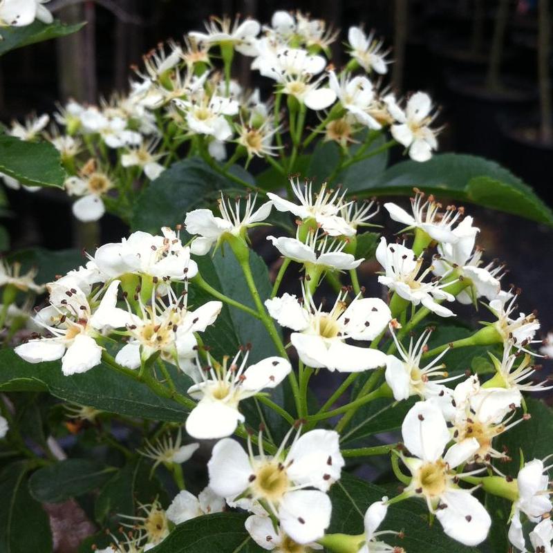 Crataegus crus-galli Cruzam