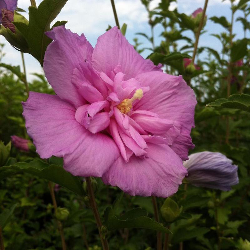 Hibiscus syriacus Notwoodone