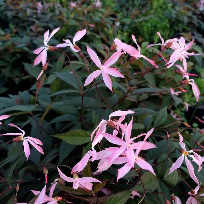 Gillenia trifoliata Pink Profusion