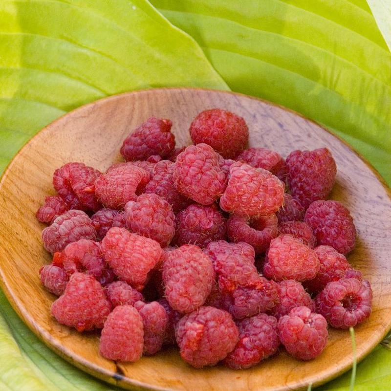 Raspberry Heritage