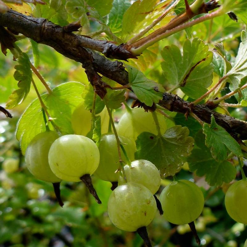 Gooseberry Pixwell