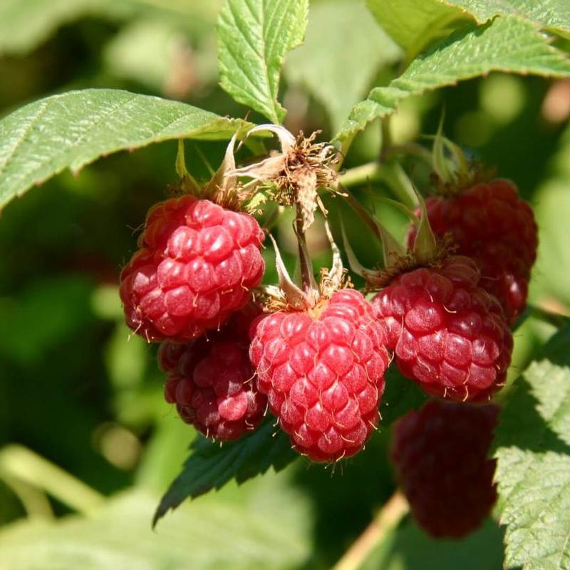 Raspberry Boyne