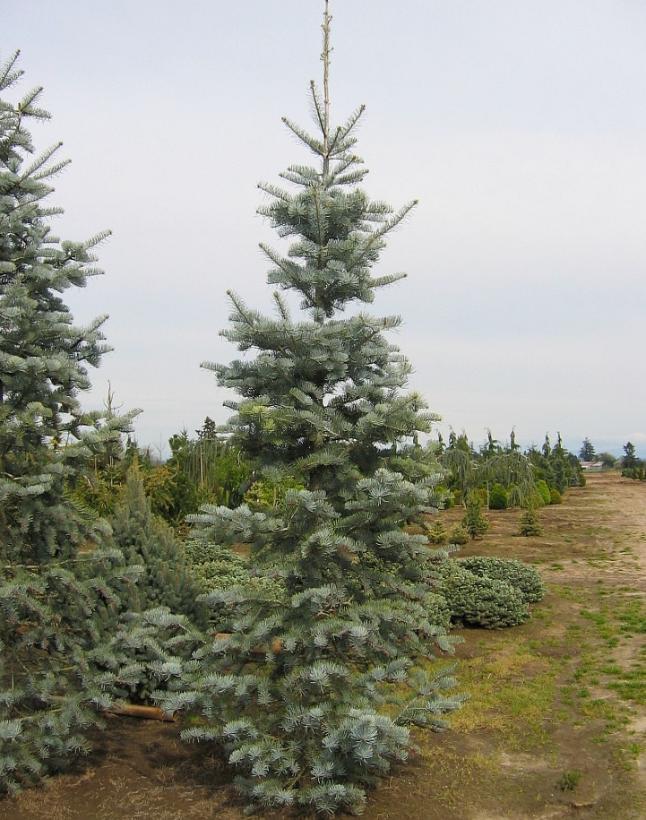 Abies Concolor Candicans Candicans White Fir From Antheia Gardens