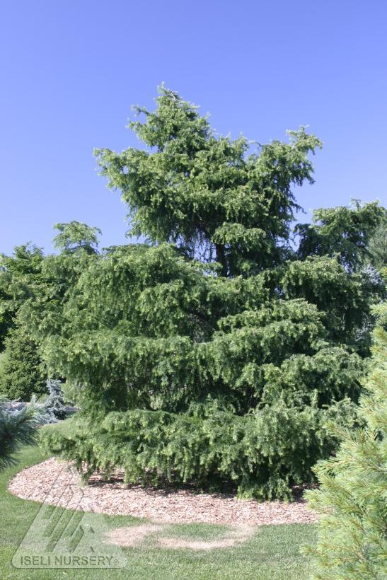 Larix kaempferi Diana