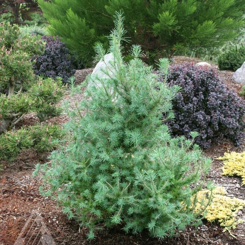 Larix laricina Deborah Waxman