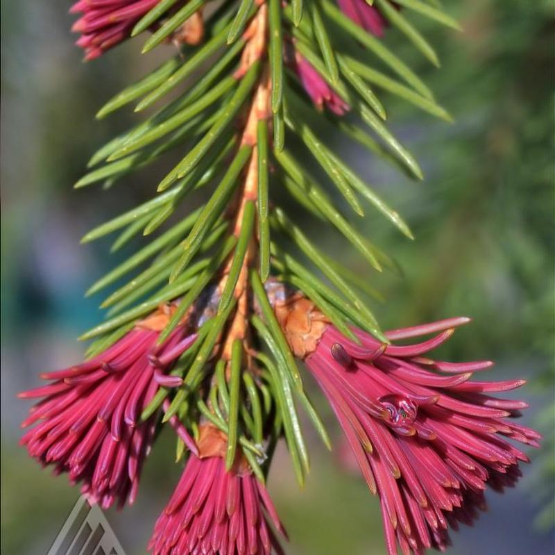 Picea abies Rubra Spicata