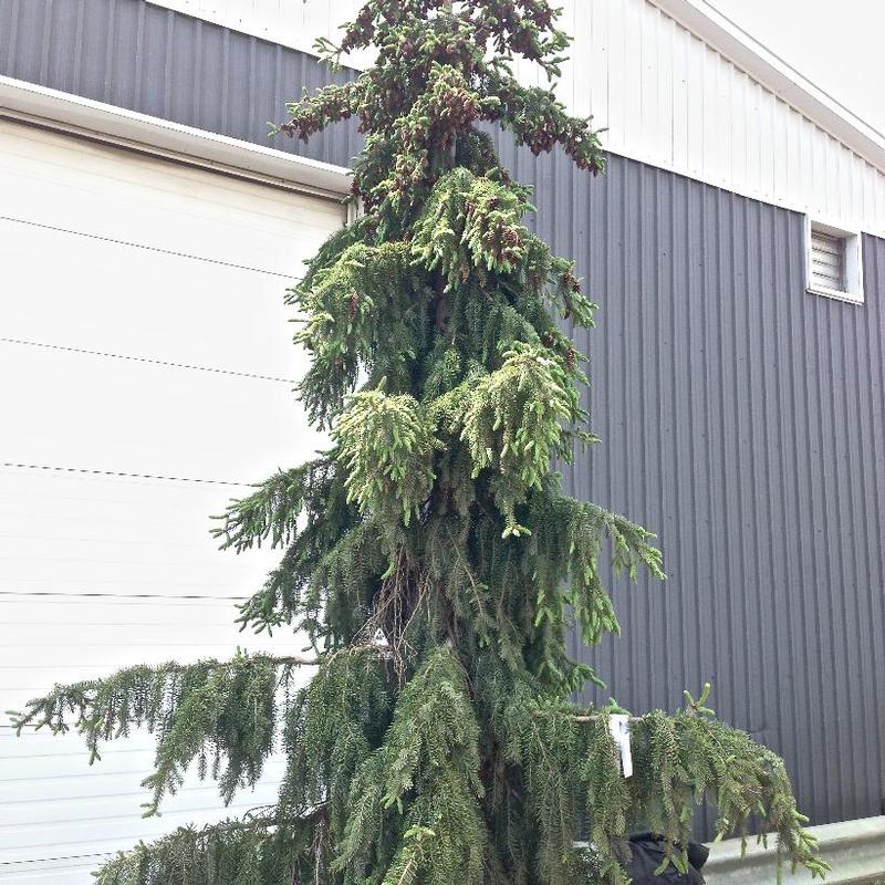 Picea omorika Pendula