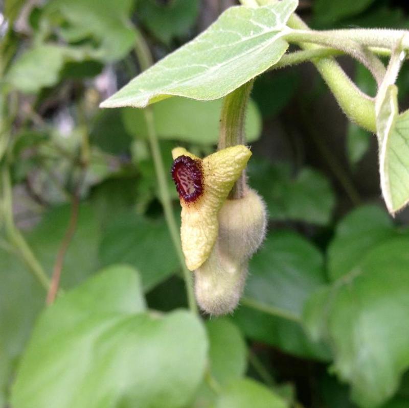 Aristolochia durior 