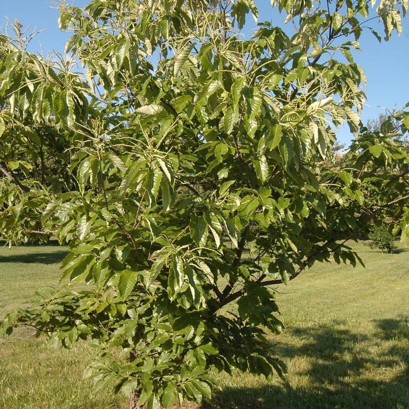 Castanea dentata 