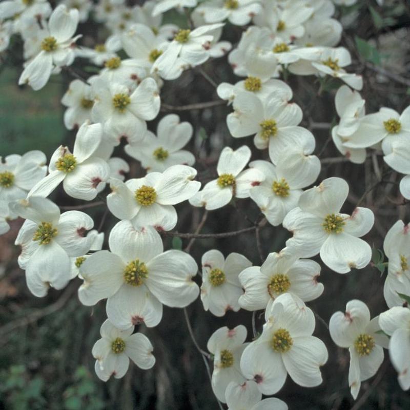 Cornus florida Cloud Nine