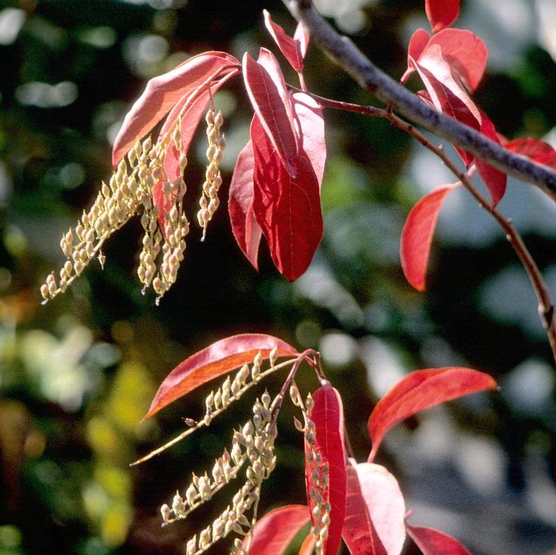 Oxydendrum arboreum 