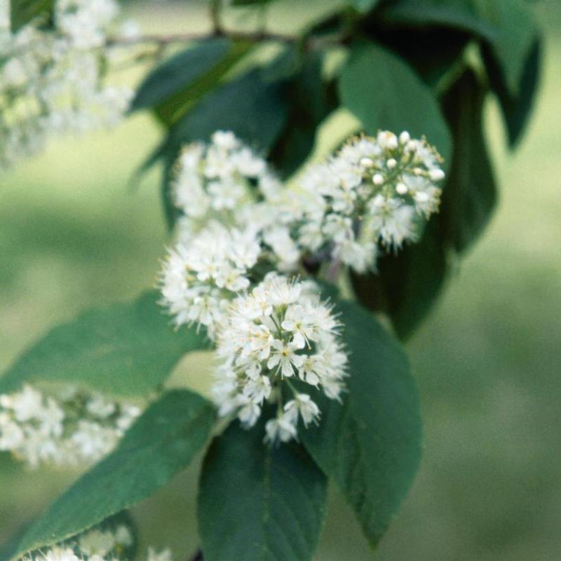 Prunus maackii 