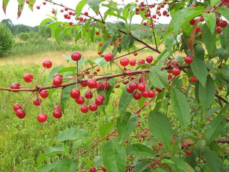 Prunus pensylvanica 
