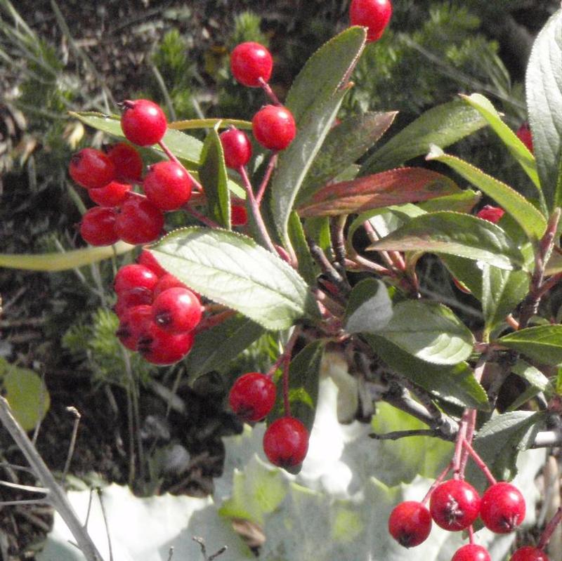 Aronia arbutifolia Brilliantissima