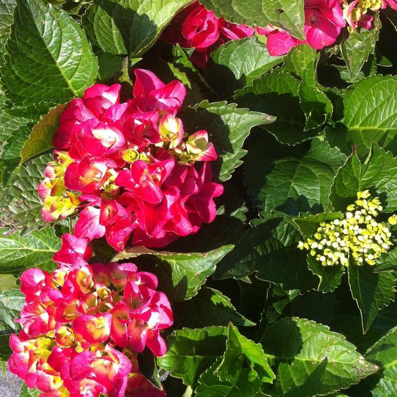 Hydrangea macrophylla Cityline Paris Rapa