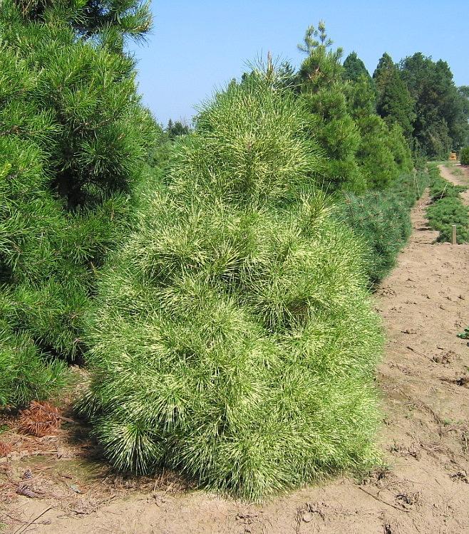 Pinus densiflora ‘Golden Ghost’ Golden Ghost Japanese Red Pine from