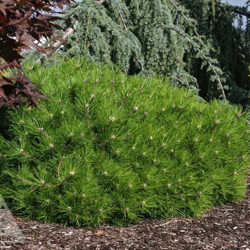 Pinus densiflora Low Glow