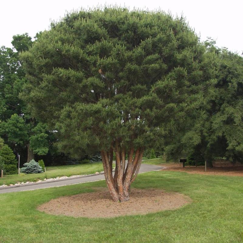 Pinus densiflora Umbraculifera