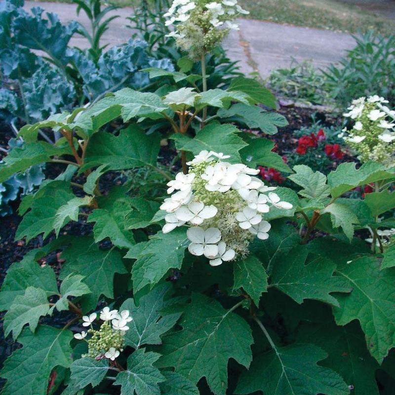 Hydrangea quercifolia Sike's Dwarf