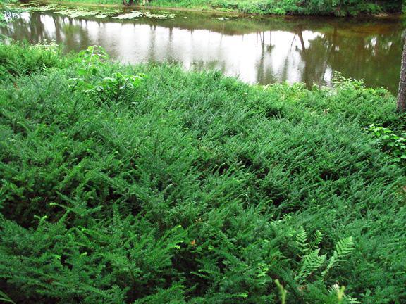 Taxus canadensis 