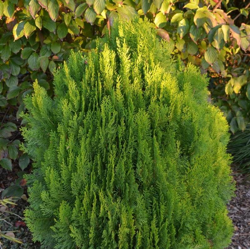 Thuja orientalis Morgan