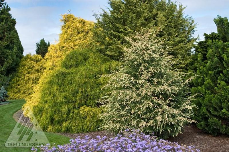 Tsuga canadensis Summer Snow