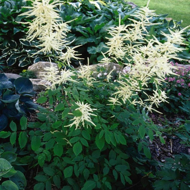 Aruncus dioicus 