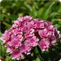 Hydrangea macrophylla Double Delights™ BTI