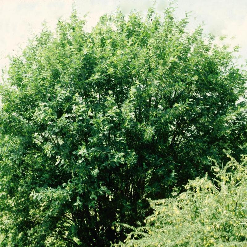 Caragana arborescens 