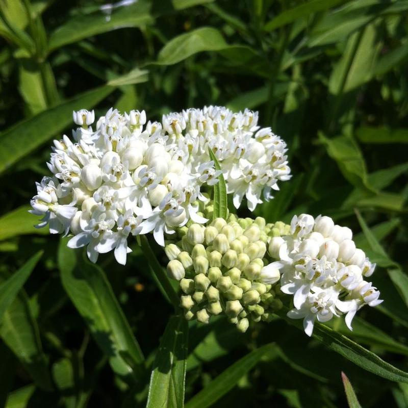 Asclepias incarnata Ice Ballet