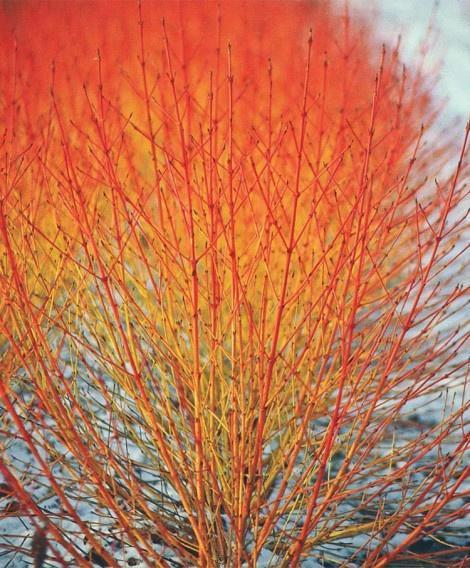 Cornus sanguinea Midwinter Fire