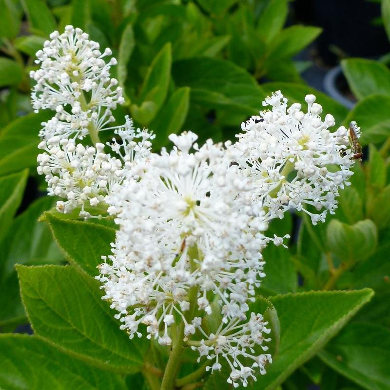 Ceanothus americanus 