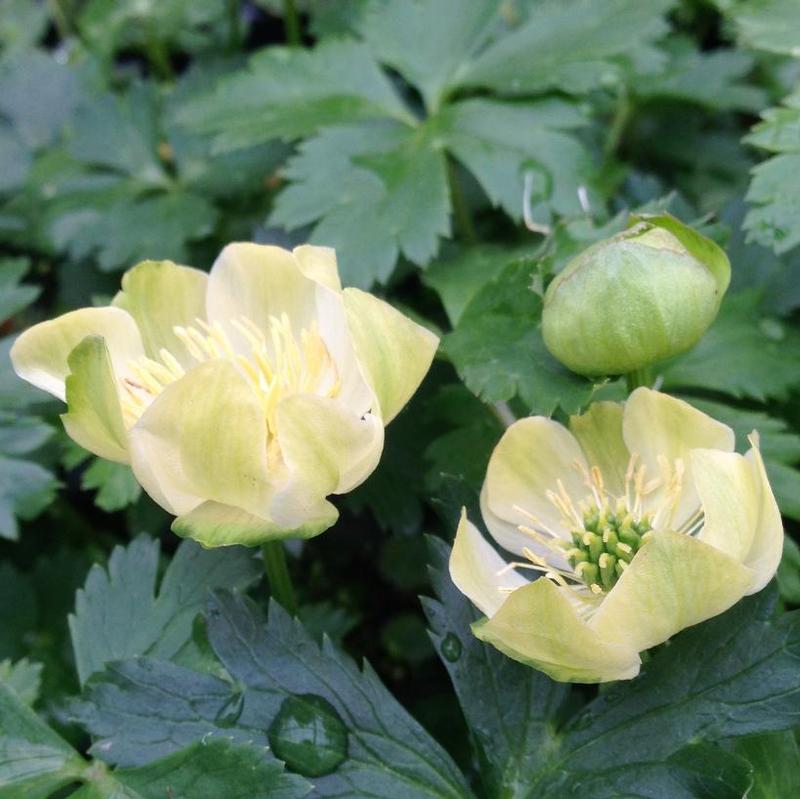 Trollius cultorum New Moon