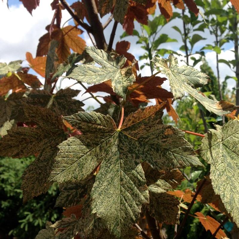 Acer pseudoplatanus Esk Sunset