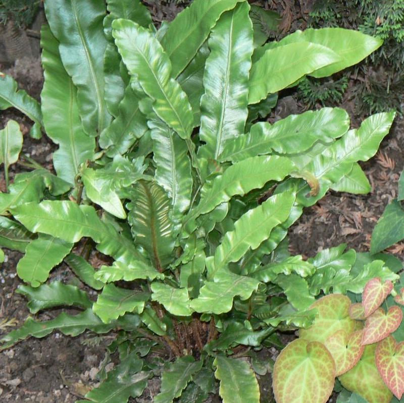 Asplenium scolopendrium 