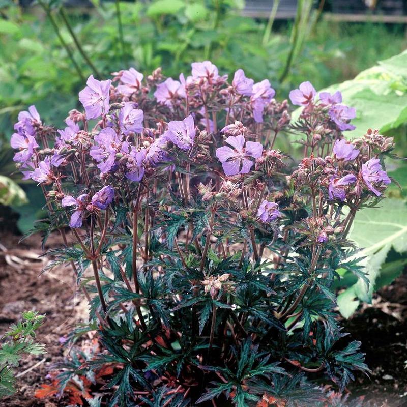 Geranium pratense New Dimension