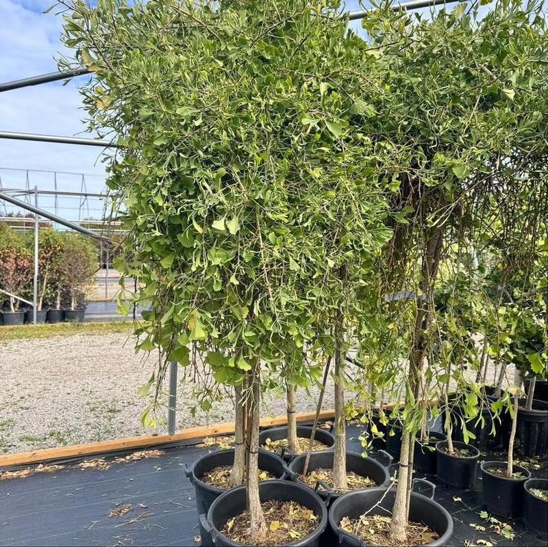 Ginkgo biloba Weeping Wonder