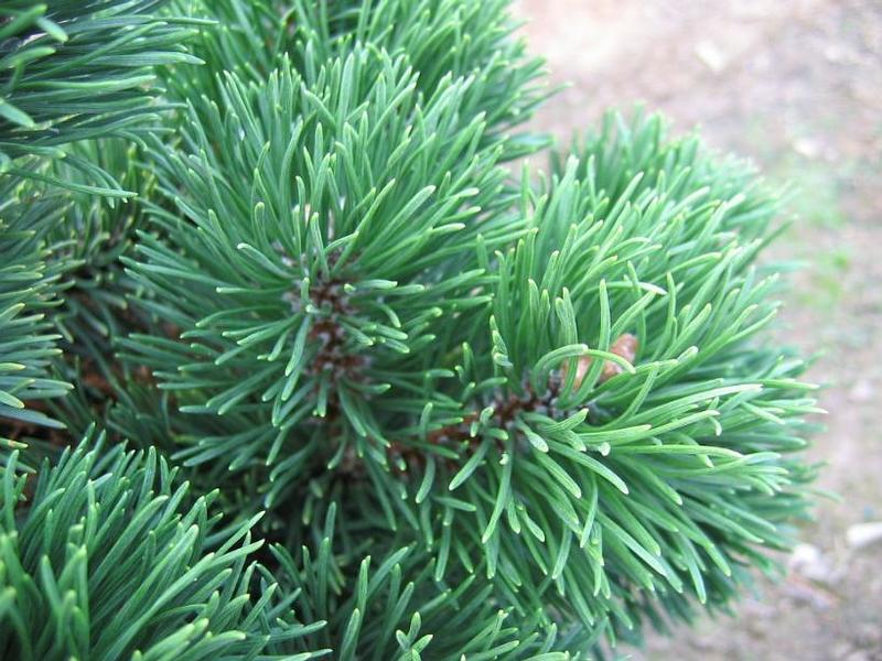 Pinus mugo 'Jakobsen' Jakobsen Dwarf Mugo Pine from Antheia Gardens