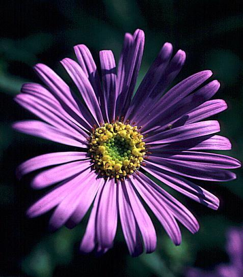 Aster x frikartii Monch