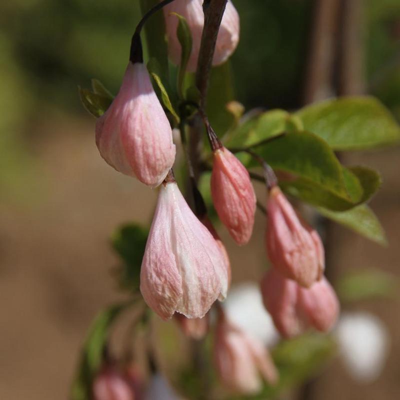 Halesia carolina Rosy Ridge