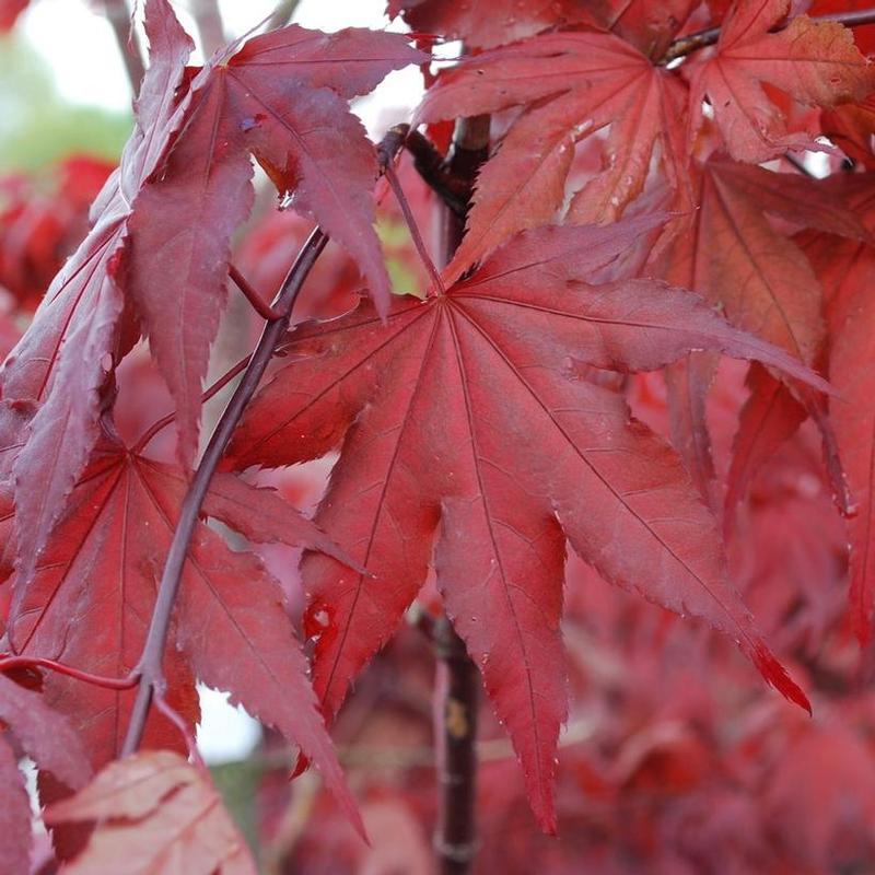 Acer palmatum Ghost Purple Ghost