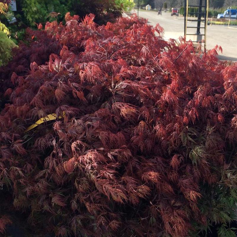 Acer palmatum dissectum Orangeola