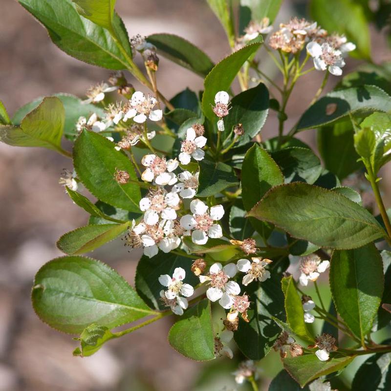 Aronia melanocarpa Viking