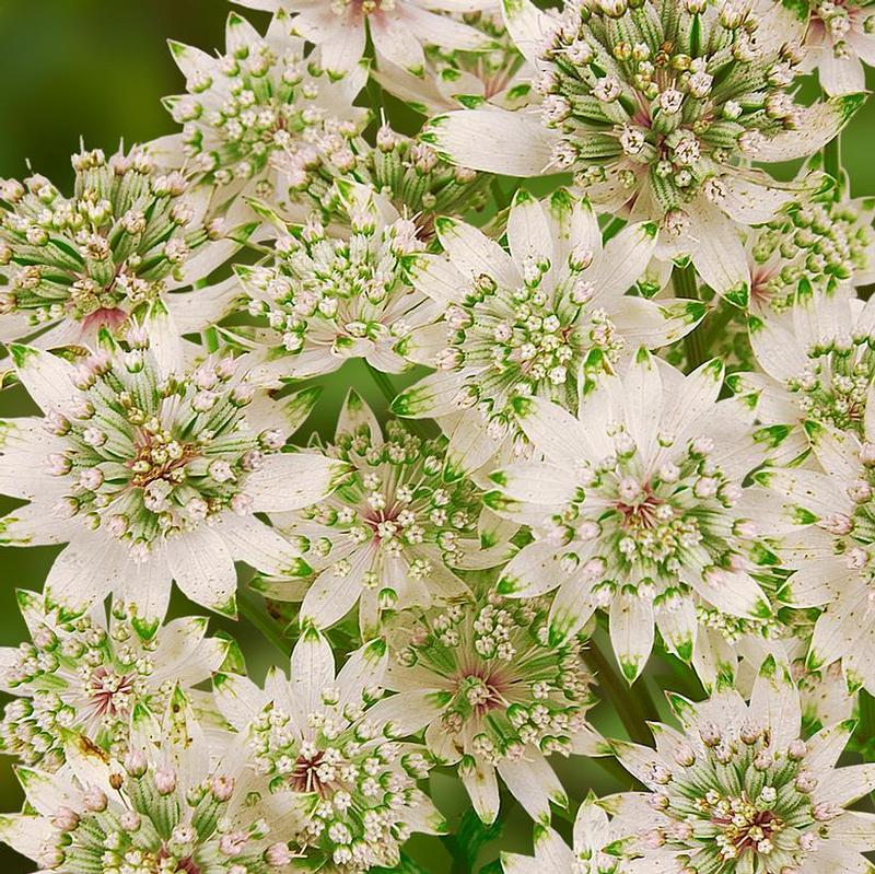 Astrantia major Star of Billion