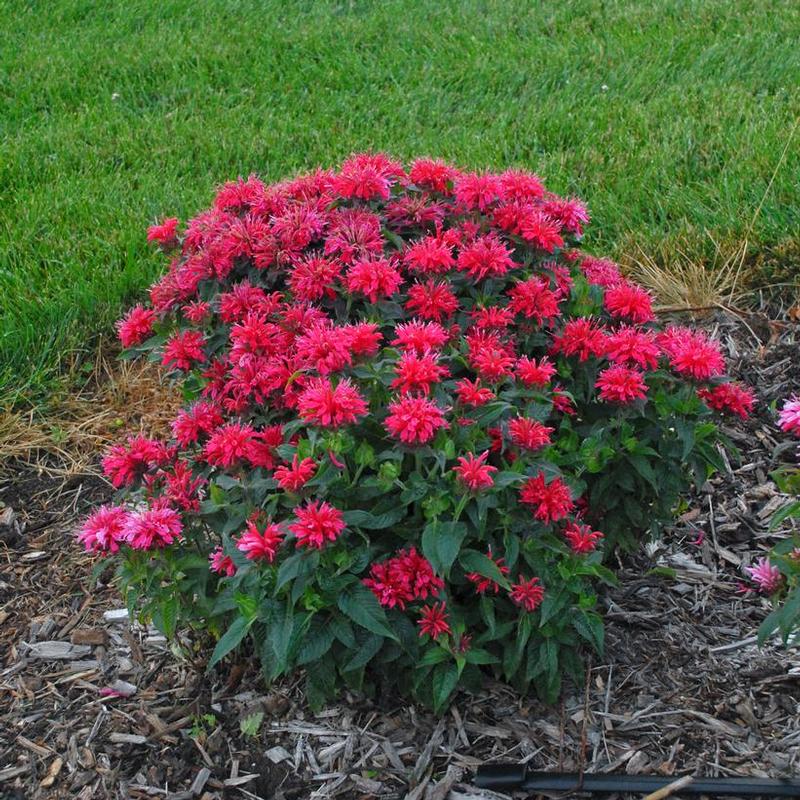 Monarda didyma SUGAR BUZZ™ Cherry Pops