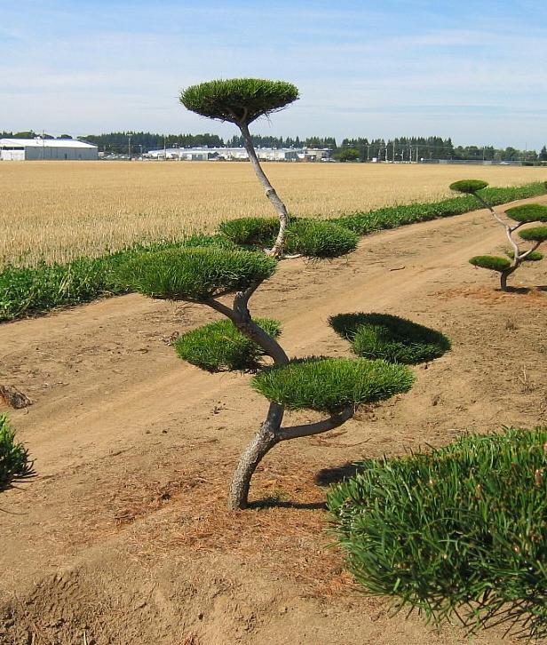 Pinus contorta Poodle Pine